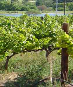 Biological Winery effluent waste treatment